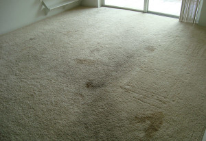 carpet mold