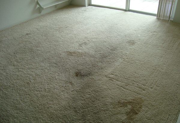 Carpet Mold 