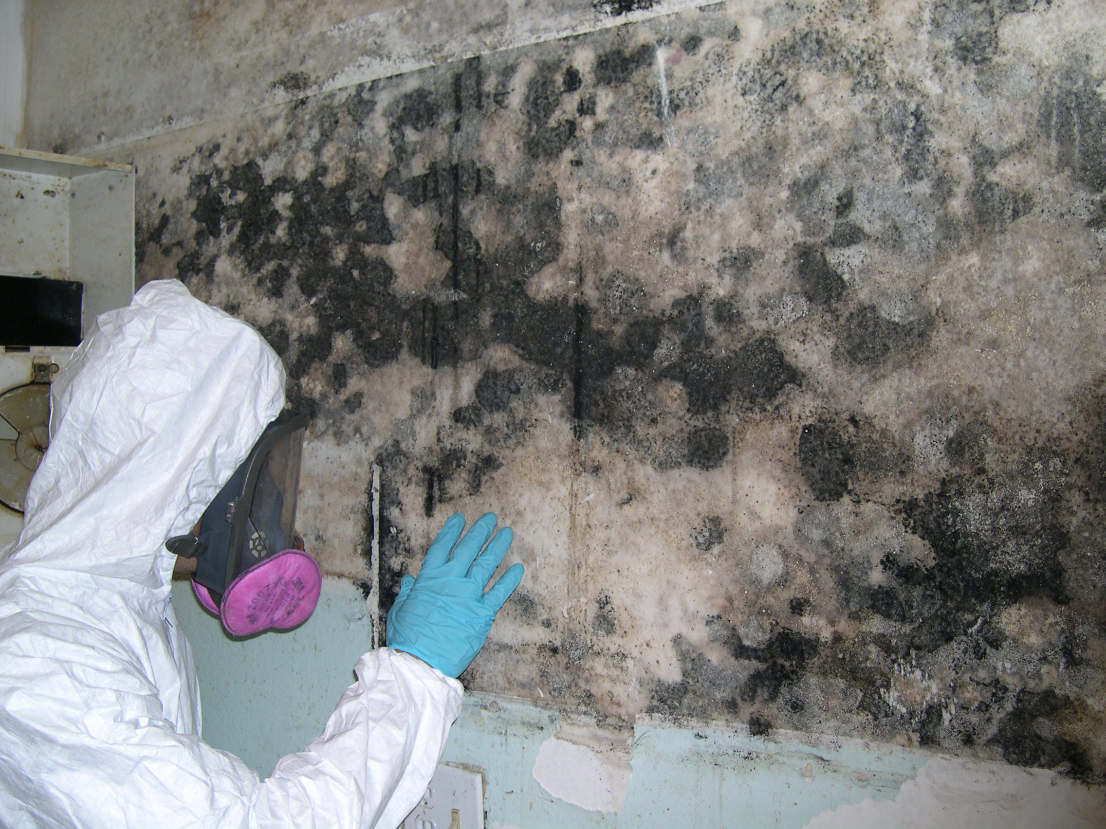 mold removal and remediation