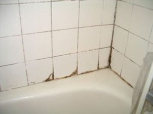 bathroom mold