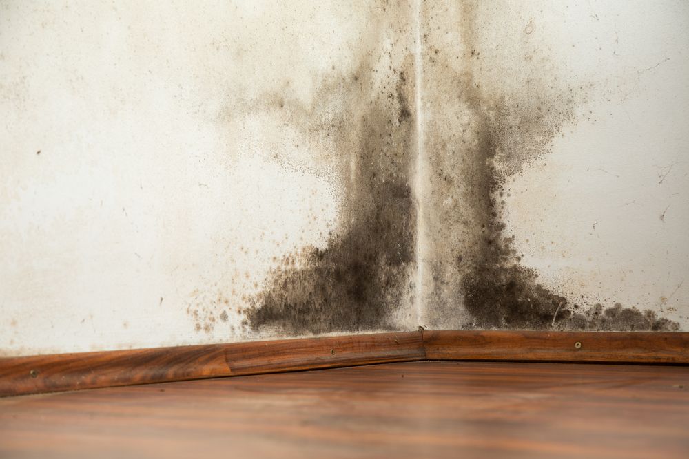 Mold Removal Treatment