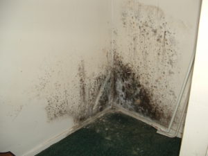 Is My Home Constructed with Materials that Attract Mold? -