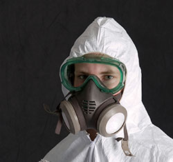 mold removal services
