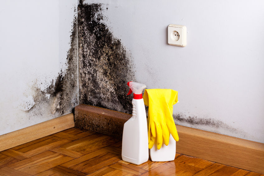 What is Black Mold and Where Does it Come From? -