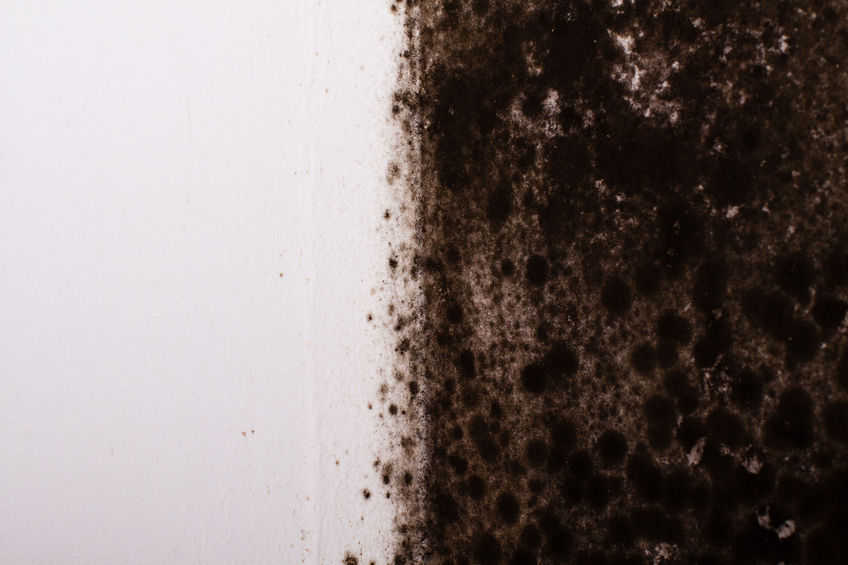 Is Black Mould Dangerous? - Timberwise