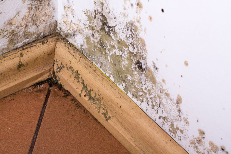 why-is-black-mold-so-common-and-dangerous