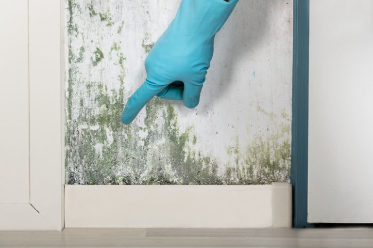 5-ways-to-rid-the-air-in-your-home-of-mold-spores