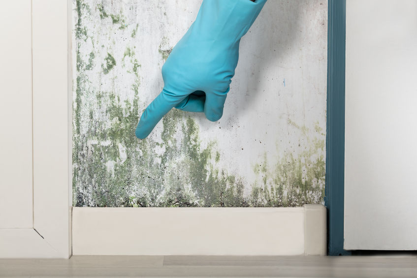 5 Ways to Rid the Air in Your Home of Mold Spores - How To Get Rid Of Mold Spores In The Air