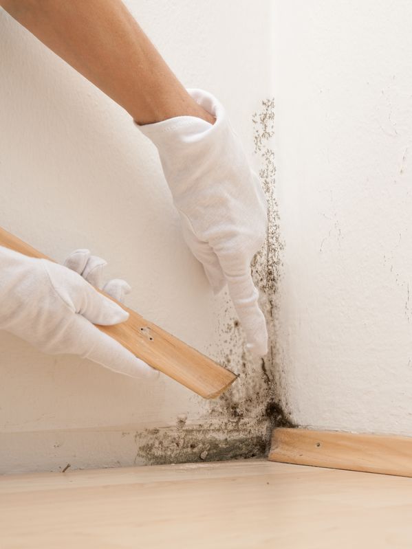 mold on walls