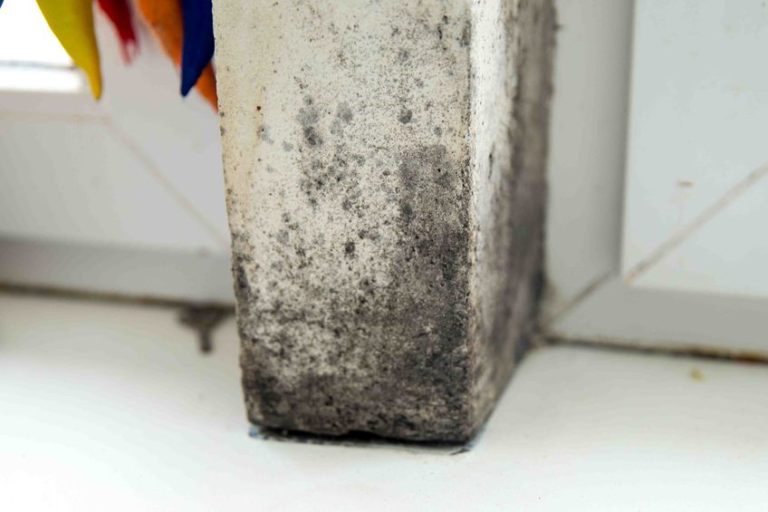 What Causes Mold to Grow in Basements?