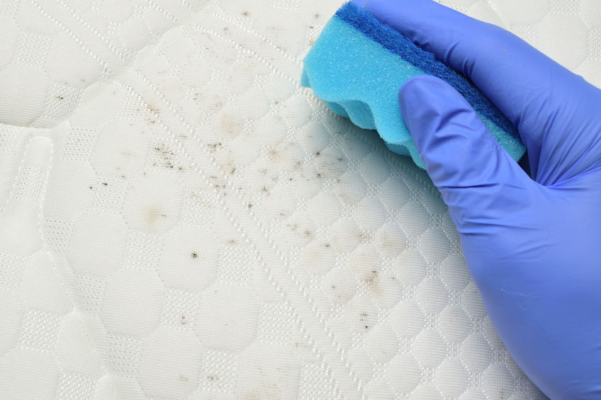 Removing mold stains from the mattress. Hand holds a sponge.